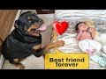 dog protecting newborn baby || Dog protecting baby | cute animal |