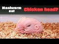 Mealworm eat Chicken head???