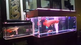 Arwana super red jumbo