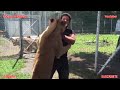 Download Reacción de esta Leona al ver a su antiguo cuidador adoptivo mp4 3gp mp3 videos - waplic