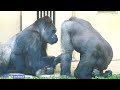 Silverback Gorilla Trying To Mend Fences With His Son | The Shabani Group