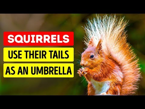 50 Cute Animal Facts That Will Melt Your Heart