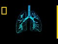 Lungs 101 | National Geographic