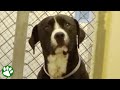 Shelter dog realizes he’s been adopted