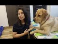 This happens when I ignore my Labrador (MILO)|| He HATES being Ignored!