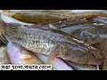 এখনই সময় যাচ্ছে কম দামে মাছ কেনার | দোহার মেঘুলা ঘাট | today wholeselfish market | Bengali fishing