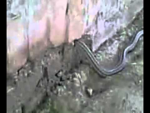 видео азоби кабр скачать