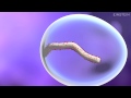 How Ebola Virus Infects a Cell