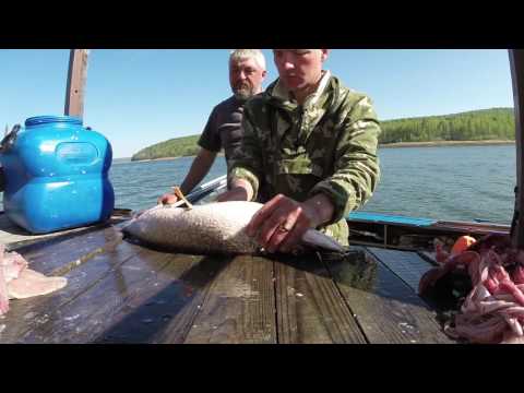 рыбалка на красноярском море 2017 год рыбалка на красноярском море 2017 год