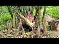 Harvesting Giant Bamboo Shoots / Preservation Process - Lý Thị Ca