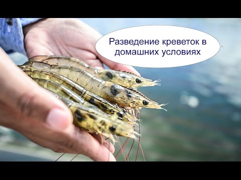 Выращивание креветок в домашних условиях бизнес Выращивание креветок в домашних условиях бизнес