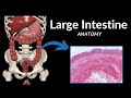 Large Intestine Anatomy (Parts, Topography, Layers)