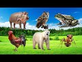Amazing Familiar Animals Playing Sound: Lion, Otter, Raccon, Ostrich, Stork, Hppo, Gorilla, Koala,..