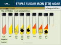 Triple Sugar Iron (TSI) Agar Test