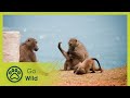 Baboon Bandits - Monkey Alert in South Africa - Go Wild