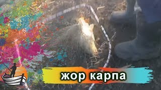 прикормка на карпа в днестре прикормка на карпа в днестре