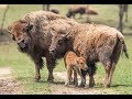 Baby Bison #13
