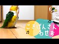 Cute Caique Parrot Bird Silly Walk