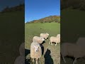 Amazing dog herding a field of sheep