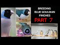 Blue Gouldian breeding series : PART 7 - Breeding Success and chick footage
