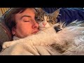 Cute CATS Won't Sleep Until They Cuddles with Their Human  - Cute Cats And Owners Sleep Together