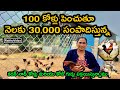 100 కోళ్లను పెంచి నెలకు 30,000 సంపాదిస్తున్న || Natu Kodi || Modern Agriculture Poultry Farm #viral