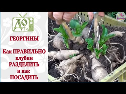 Георгины как сажать весной 420