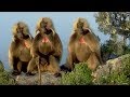 Defending a Monkey Harem | Clever Monkeys | BBC Earth