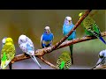 30 minutes Happy Sounds for Sad and Lonely Birds | Sound Therapy | Animal and bird aviaries
