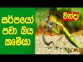 සර්පයෝ පවා වන්දාට බය වෙන්න හේතුව මොකක්ද දන්නවද? | This Is Why Snakes Are Afraid Of Mantises