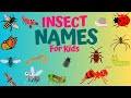 🐌🦋🪳INSECT VOCABULARY FOR KIDS | ENGLISH INSECT NAMES | PRESCHOOL LEARNING #insectname  #funlearning