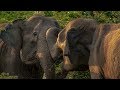 Download Elephant Mother has Calf Stolen by another Female | BBC Earth mp4 3gp mp3 videos - waplic