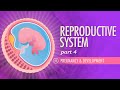 Reproductive System, Part 4 - Pregnancy & Development: Crash Course Anatomy & Physiology #43