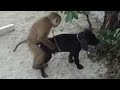 Monkey Trying To Mate With Dog