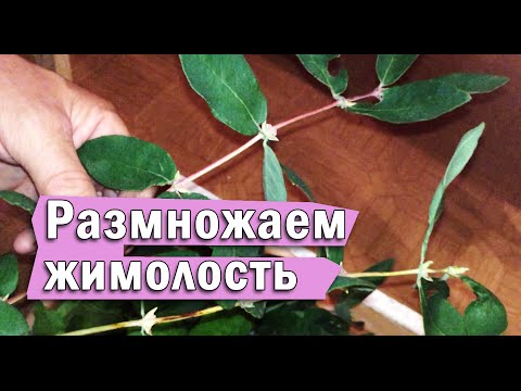 Fresh Face белая глиняная маска линейки Fresh Face от Helen Cached