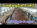 యువ రైతు 85 పొట్టేళ్ల పెంపకం మొదటి బ్యాచ్ లోనే 12 లక్షల ఆదాయం!! Sheep farming in Telugu ALIKHANKRK