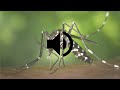 Mosquito Sound Effect HD