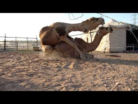 Camels mating