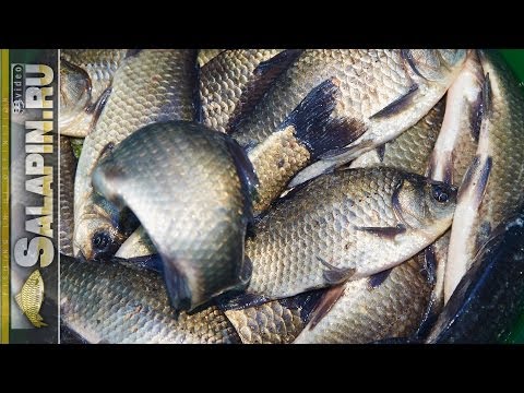 оснастка карась пруд оснастка карась пруд