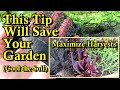How to Cool Garden Soil During a Heatwave to Maximize Harvests & Reduce Plant Damage
