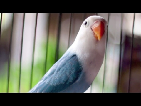 Download 10 Burung LOVEBIRD termahal 2017 free