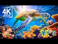 The Beauty of Marine Life 4K (ULTRA HD) - Diving Into The Tropical Fish Diversity Life