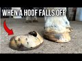 The Horse That Lost Its Hoof (Hoof Restoration)
