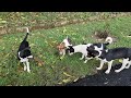 Four Doggy Friends ll Enjoying To Eat Biscuits 🤤😺 ll Pet 🐕 Life 🧬# Trending Video #
