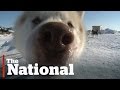 The Arctic | Why Some Love Living There