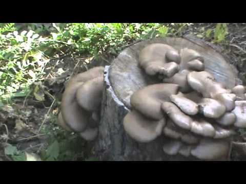 Вешенка на пнях (Pleurotus ostreatus) - PlayTube
