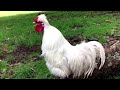 Rooster Crowing Compilation & Friends - Funny Rooster Laughing