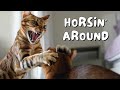 Bengal cat and Abyssinian kitten become BEST FRIENDS! | Ep 22