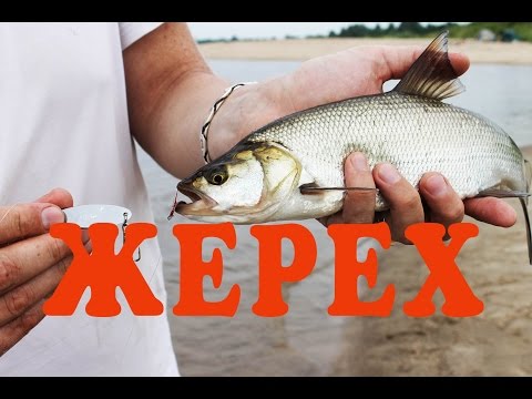 ловля жереха 2015 видео ловля жереха 2015 видео