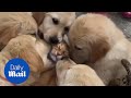 Adorable moment Golden retriever puppies lovingly lick ginger CAT!